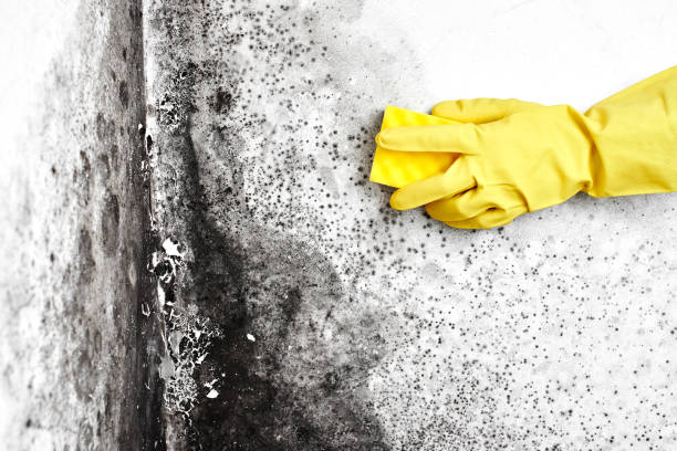 Best Industrial Mold Remediation in Cuthbert, GA